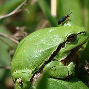 Hyla arborea  6.04.2014