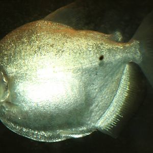Silver mylossoma