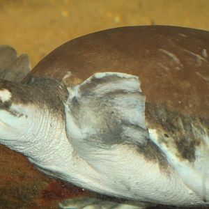 Pitted-shelled turtle