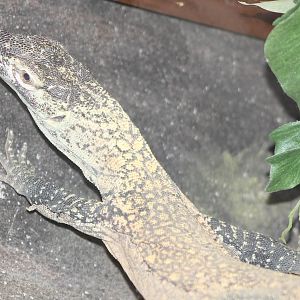 Young Komodo dragon