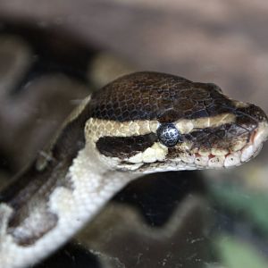 Ball python