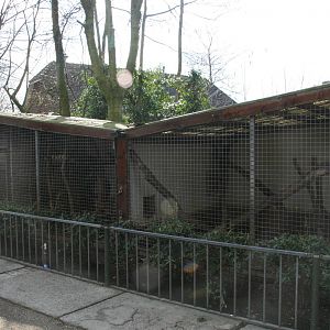 Yellow-throated marten exhibit