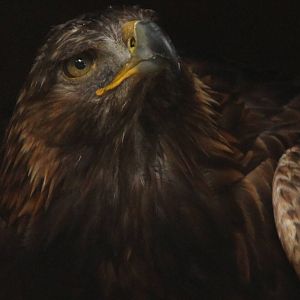 ID help needed, please