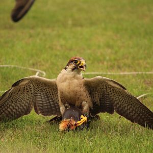 ID Help, again, please!