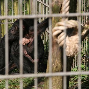 female Spider monkey with her baby