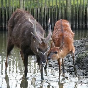 a pair of Sitatunga
