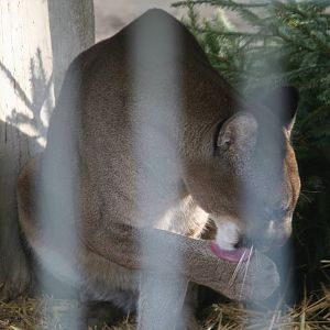 Cougar