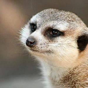 Meerkat