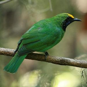 Golden-fronted Leafbird