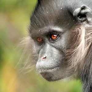 Black Mangabey