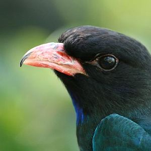 Asian Dollarbird