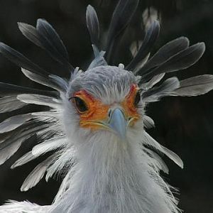 Secretarybird