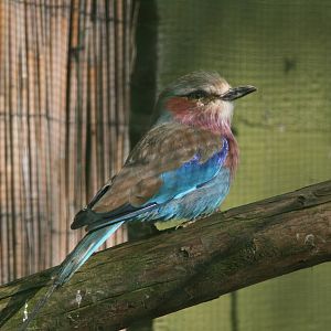Lilac-breasted Roller