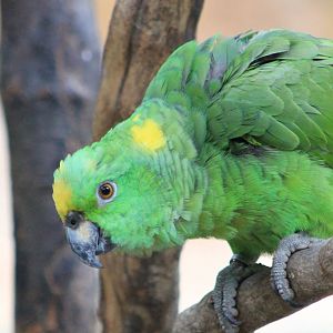 Yellow-crowned amazon