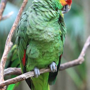 Red-lored amazon
