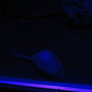 nine banded armadillo zoomat nocturnal house