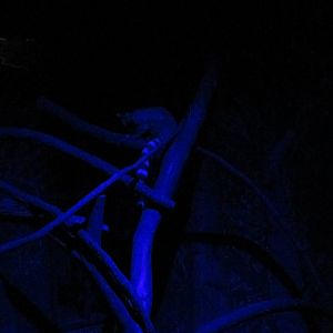 cacomixtle zoomat nocturnal house