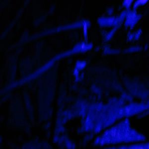 opossum exhibit zoomat nocturnal house