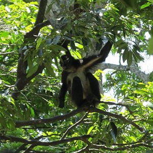 mexican spider monkey zoomat