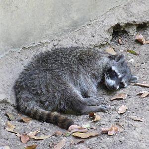 raccoon zoomat