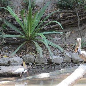 white ibis and brown pelican zoomat