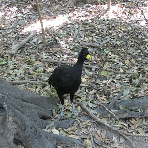 great currasow zoomat