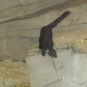 ring tailed mongoose