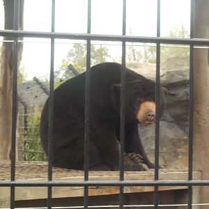 sun bear