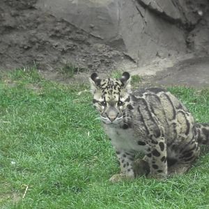 clouded leopard