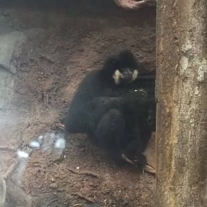 golden cheeked gibbon