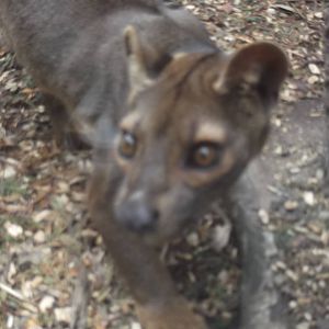 fossa
