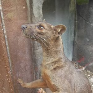 fossa