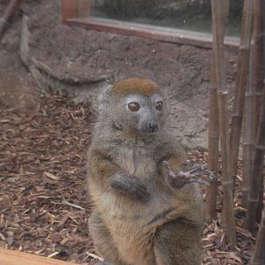 bamboo lemur