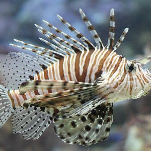 Lionfish