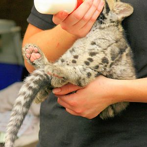 Bottle-fed clouded leopard cub; RSCC; 5th April 2014