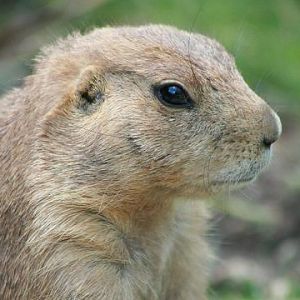Black-tailed Prairie Dog