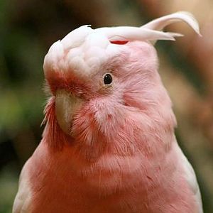 Major Mitchell's Cockatoo