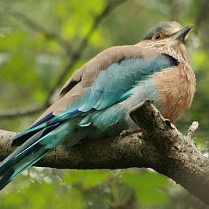 Indian Roller
