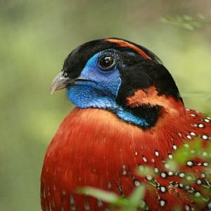 Temminck's Tragopan