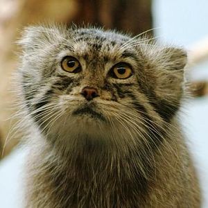 Pallas' Cat