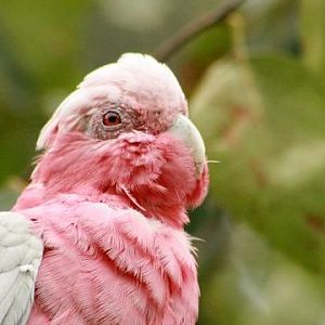 Galah