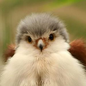 Pygmy Falcon