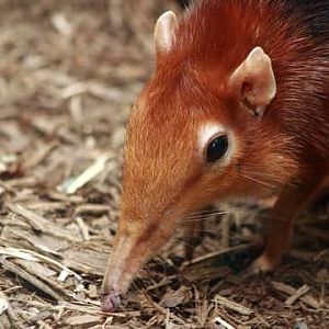 Black-and-rufous Elephant-shrew