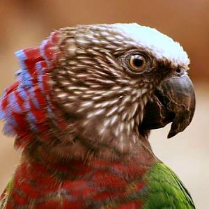 Red-fan Parrot