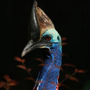 Southern Cassowary