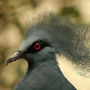 Western Crowned-pigeon