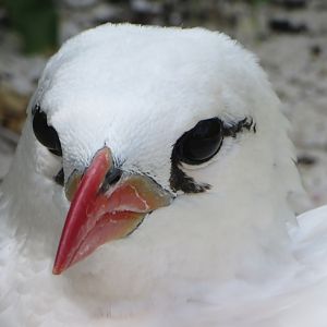 Red-tailed tropicbird