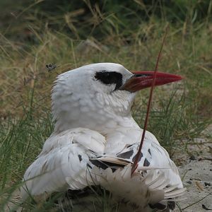 Red-tailed tropicbird