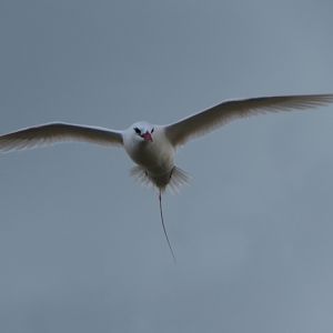 Red-tailed tropicbird