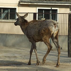 Red deer, which subspecies?
